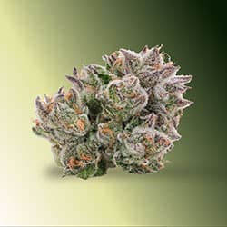 Cannabis flower buds
